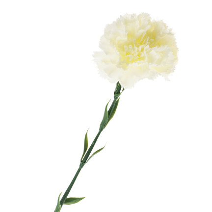 CV22527-1 NELKE EINZELNE BLUME WEISS SCHÖN