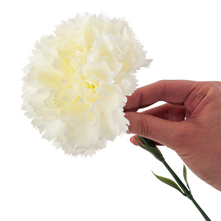 CV22527-1 NELKE EINZELNE BLUME WEISS SCHÖN