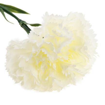 CV22527-1 NELKE EINZELNE BLUME WEISS SCHÖN