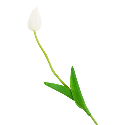 CV26799-1 UMĚLÝ TULIPÁN GUMMED WHITE KRÁSNÝ JAKO ŽIVÝ PIANO TULIPÁN Rákosový