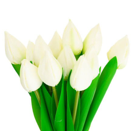 CV27025-1 KYTICE TULIPÁNŮ KRÁSNÁ JAKO ŽIVÉ KVĚTY TULIPÁNŮ BÍLÁ 12 KVĚTŮ