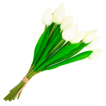 CV27025-1 KYTICE TULIPÁNŮ KRÁSNÁ JAKO ŽIVÉ KVĚTY TULIPÁNŮ BÍLÁ 12 KVĚTŮ