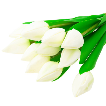 CV27025-1 KYTICE TULIPÁNŮ KRÁSNÁ JAKO ŽIVÉ KVĚTY TULIPÁNŮ BÍLÁ 12 KVĚTŮ