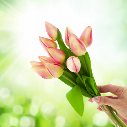 CV27025-2 TULPENSTRAUSS 12 GESCHLOSSENE ROSA KÖPFE