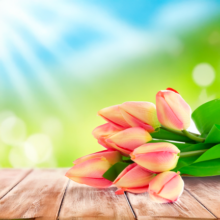 CV27025-2 TULPENSTRAUSS 12 GESCHLOSSENE ROSA KÖPFE