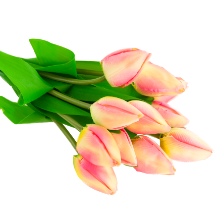 CV27025-2 TULPENSTRAUSS 12 GESCHLOSSENE ROSA KÖPFE