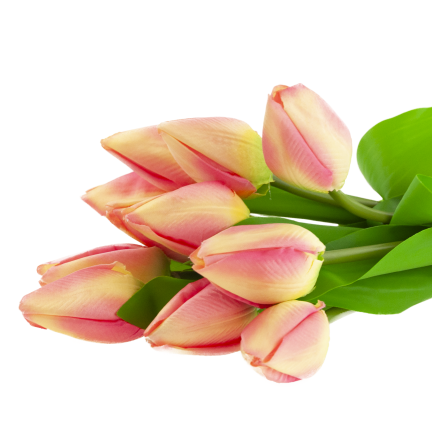 CV27025-2 TULPENSTRAUSS 12 GESCHLOSSENE ROSA KÖPFE