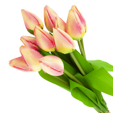 CV27025-2 TULPENSTRAUSS 12 GESCHLOSSENE ROSA KÖPFE