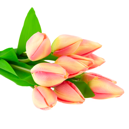 CV27025-2 TULPENSTRAUSS 12 GESCHLOSSENE ROSA KÖPFE