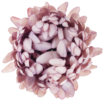 CV28499-11 CHRYSANTHEMUM GROSSEN KOPF DER WAHL PREMIUM-BLUMEN