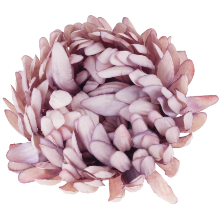 CV28499-11 CHRYSANTHEMUM GROSSEN KOPF DER WAHL PREMIUM-BLUMEN