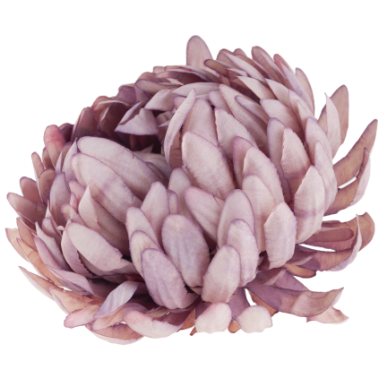 CV28499-11 CHRYSANTHEMUM GROSSEN KOPF DER WAHL PREMIUM-BLUMEN