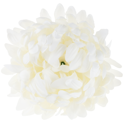CV28499-1 CHRYSANTHEMUM GROSSEN KOPF DER WAHL PREMIUM-BLUMEN