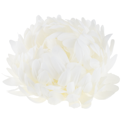 CV28499-1 CHRYSANTHEMUM GROSSEN KOPF DER WAHL PREMIUM-BLUMEN