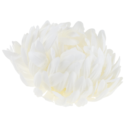 CV28499-1 CHRYSANTHEMUM GROSSEN KOPF DER WAHL PREMIUM-BLUMEN