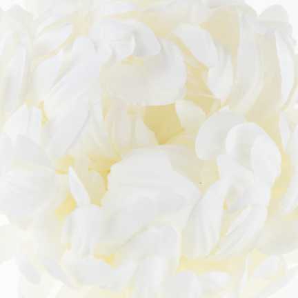 CV28499-1 CHRYSANTHEMUM GROSSEN KOPF DER WAHL PREMIUM-BLUMEN