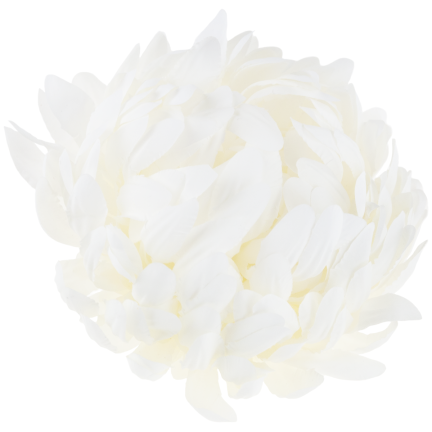 CV28499-1 CHRYSANTHEMUM GROSSEN KOPF DER WAHL PREMIUM-BLUMEN