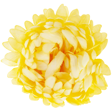 CV28499-3 CHRYSANTHEMUM GROSSEN KOPF DER WAHL PREMIUM-BLUMEN