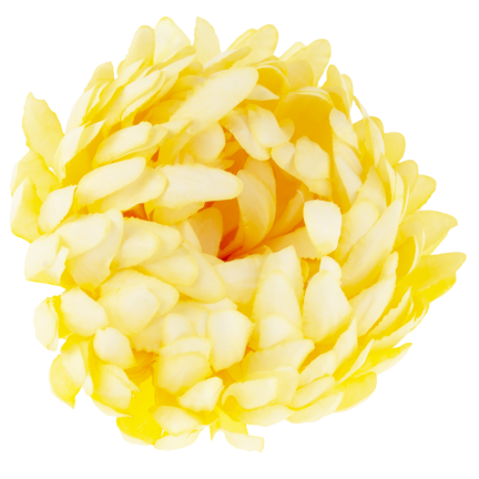 CV28499-3 CHRYSANTHEMUM GROSSEN KOPF DER WAHL PREMIUM-BLUMEN