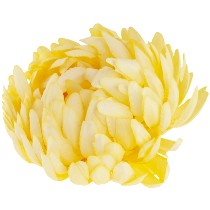 CV28499-3 CHRYSANTHEMUM GROSSEN KOPF DER WAHL PREMIUM-BLUMEN