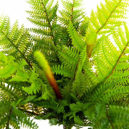 CV28657 KAPRADÍ KYTICE KAPRADÍ UMĚLÁ VĚTEV JAKO ŽIVÁ PRO KOMPOZICI