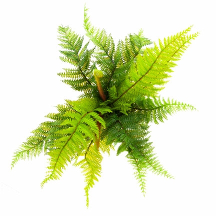 CV28657 KAPRADÍ KYTICE KAPRADÍ UMĚLÁ VĚTEV JAKO ŽIVÁ PRO KOMPOZICI