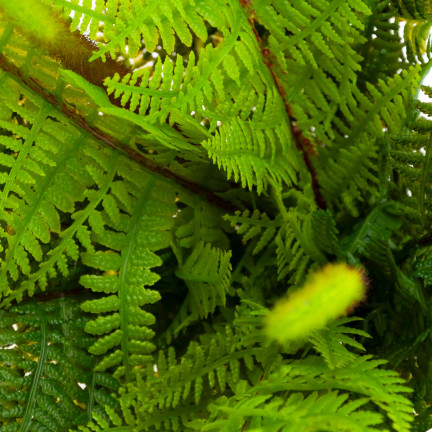 CV28657 KAPRADÍ KYTICE KAPRADÍ UMĚLÁ VĚTEV JAKO ŽIVÁ PRO KOMPOZICI