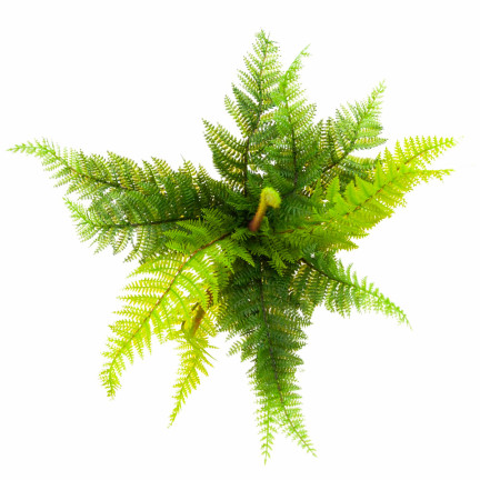 CV28657 KAPRADÍ KYTICE KAPRADÍ UMĚLÁ VĚTEV JAKO ŽIVÁ PRO KOMPOZICI