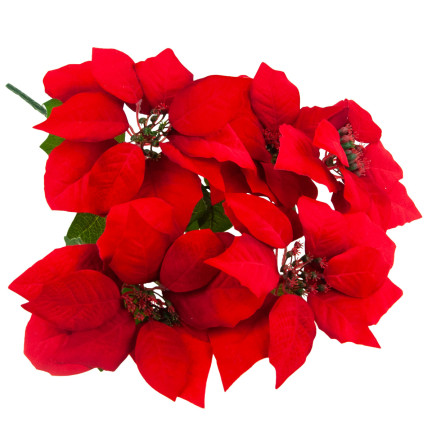 CV28909 BETLEMEE STAR Weihnachtsblumenstrauß LARGE POINTS 5pcs