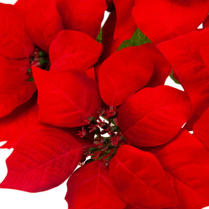 CV28909 BETLEMEE STAR Weihnachtsblumenstrauß LARGE POINTS 5pcs