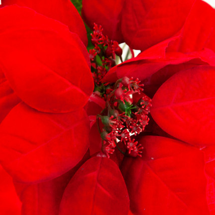 CV28909 BETLEMEE STAR Weihnachtsblumenstrauß LARGE POINTS 5pcs