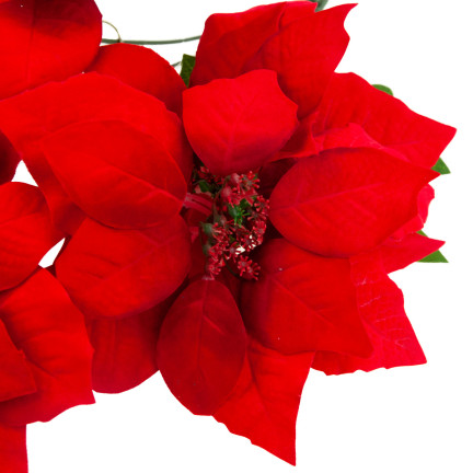 CV28909 BETLEMEE STAR Weihnachtsblumenstrauß LARGE POINTS 5pcs