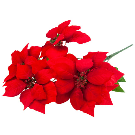CV28909 BETLEMEE STAR Weihnachtsblumenstrauß LARGE POINTS 5pcs