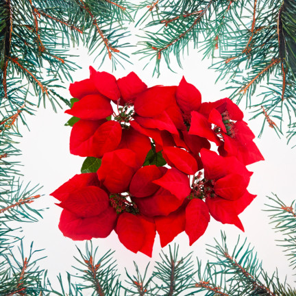 CV28909 BETLEMEE STAR Weihnachtsblumenstrauß LARGE POINTS 5pcs