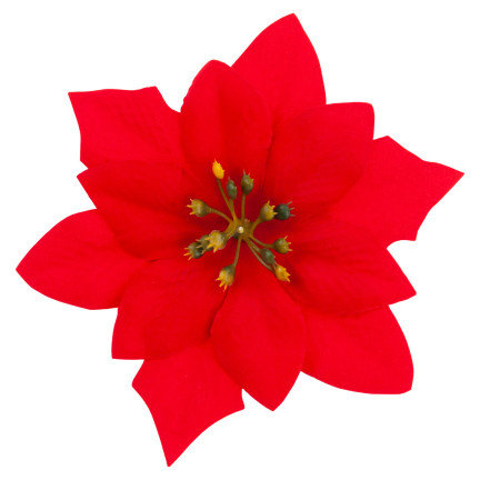 CV28918 STERN VON BETLEHEM WEIHNACHTEN BLUMEN GROSSE BLUMEN WEIHNACHTSSTERN 6PCS/KPL