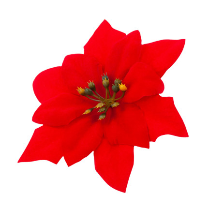 CV28918 STERN VON BETLEHEM WEIHNACHTEN BLUMEN GROSSE BLUMEN WEIHNACHTSSTERN 6PCS/KPL