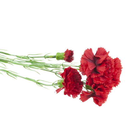 Carnation sprig, carnation bouquet, artificial flowers, realistic, red, 60 cm
