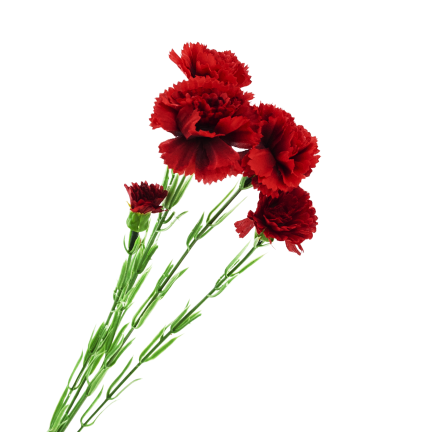 Carnation sprig, carnation bouquet, artificial flowers, realistic, red, 60 cm