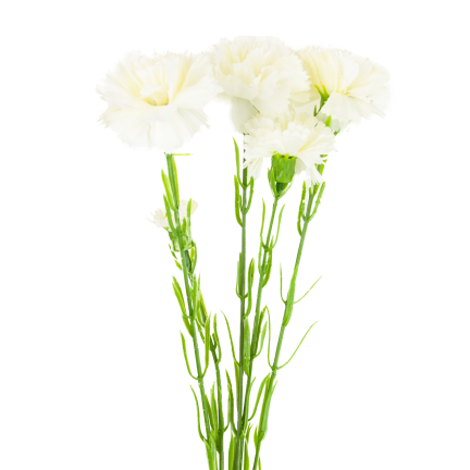 Carnation sprig, carnation bouquet, artificial flowers, realistic, white, 60 cm