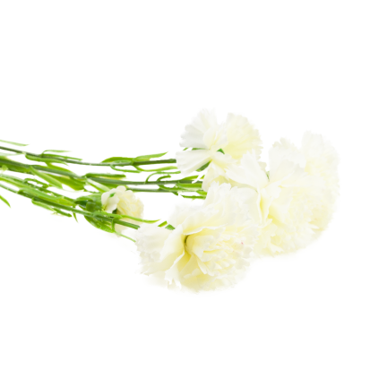 Carnation sprig, carnation bouquet, artificial flowers, realistic, white, 60 cm