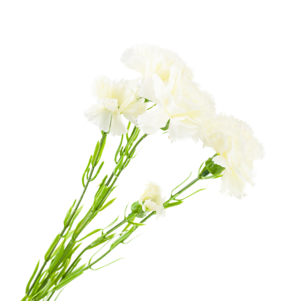 Carnation sprig, carnation bouquet, artificial flowers, realistic, white, 60 cm