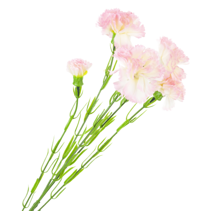 Carnation sprig, carnation bouquet, artificial flowers, realistic, pink, 60 cm