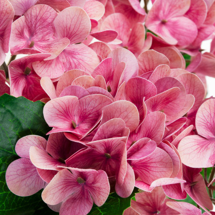 CV31438-12 STRAUSS KÜNSTLICHER HORTENSIENBLÜTEN HORTENSIE