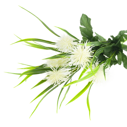 CV31741-1 decorative sprig  grass, leaves, thistle, flower heads, white