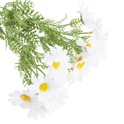 Artificial daisies, daisy, chrysanthemum, chamomile, bouquet of flowers