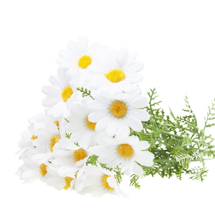 Artificial daisies, daisy, chrysanthemum, chamomile, bouquet of flowers