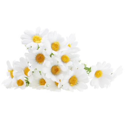 Artificial daisies, daisy, chrysanthemum, chamomile, bouquet of flowers