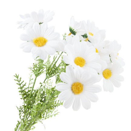 Artificial daisies, daisy, chrysanthemum, chamomile, bouquet of flowers