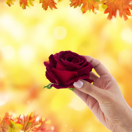 CV33001-3 BIG TUBE ROSE velká hlava umělé květiny pro středové dekorace kaštanový velur 8cm