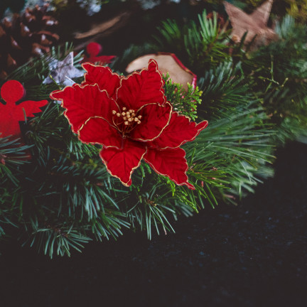 CV34186-6 STERN VON BETHLEHEM BLUME WEIHNACHTSSTERN FÜR WEIHNACHTSBAUM GROSS AUF FEDER SCHILF